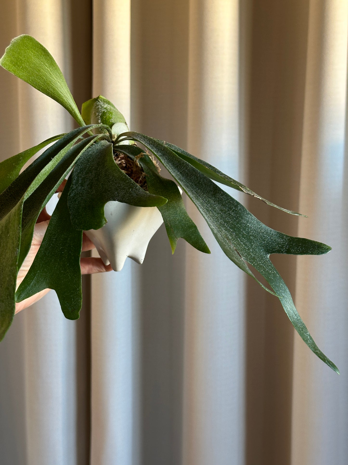 Staghorn Fern | Botanic Bliss Co